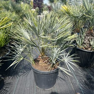 Palmička nízka (Chamaerops Humilis) ´CERIFERA´ (-17°C) výška kmeňa: 20-30 cm, celková výška 50-80 cm, kont. C55L - 2 až 4 PALMY V JEDNOM KVETINÁČI